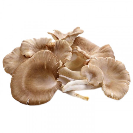 Ciuperci Pleurotus Calitatea I 500g