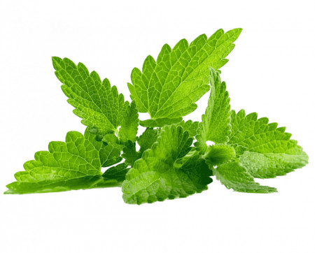 TPS Menta Calitatea I 30g