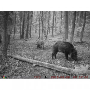 Camera monitorizare vanat Boly 2