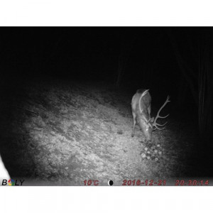 Camera monitorizare vanat Boly 3