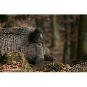 Atractant Mistret Hagopur Urina Scroafa Hog-Bomb 2