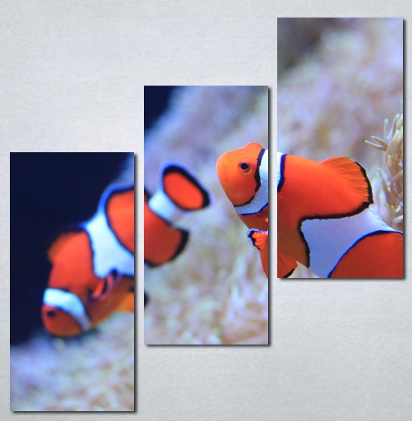 Slika na platnu Riba nemo Nina3081_3