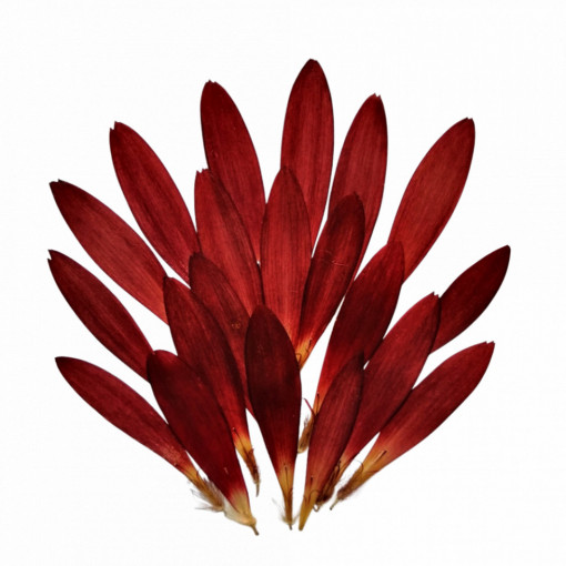 gerbera