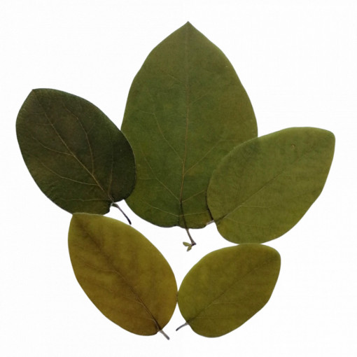 gutui