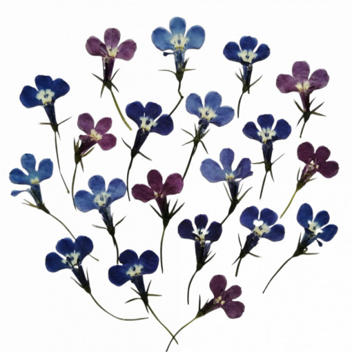 Lobelia