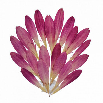 gerbera