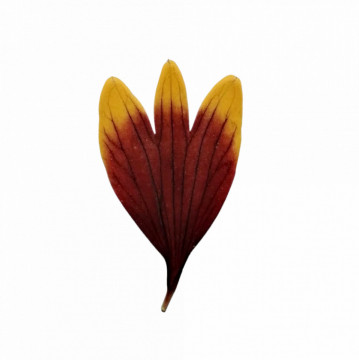 coreopsis