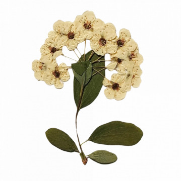 cununiță (inflorescențe)