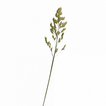 obsigă (spic)