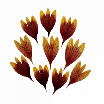 coreopsis