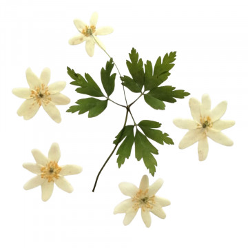 Anemone