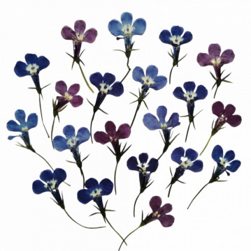 Lobelia