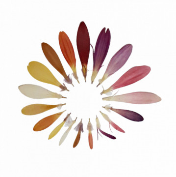 petale de gerbera