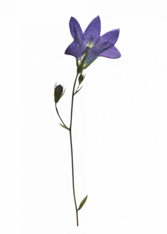 clopoței