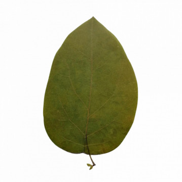 gutui