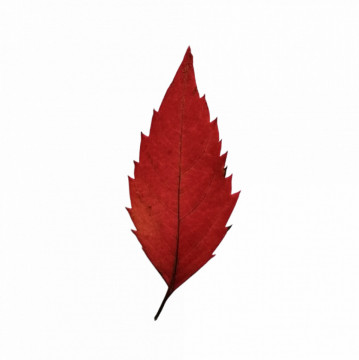 viță canadiană