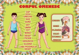 Corpul Omenesc plansa