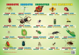 Planșa Insecte