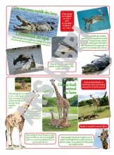 Animale uriase