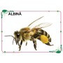 Păsări și animale domestice, animale marine, insecte și alte vietăți - 56 planșe