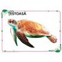 Păsări și animale domestice, animale marine, insecte și alte vietăți - 56 planșe