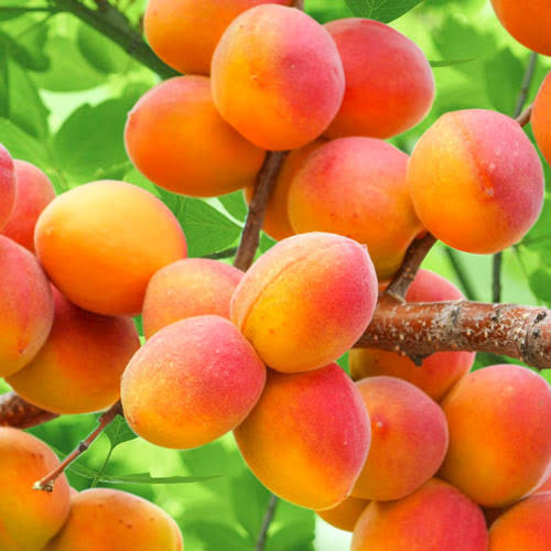 Palinci aromate
