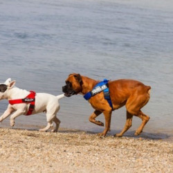 Ham Banda IDC Julius K9 pentru caini, Roz