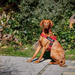 Ham Banda IDC Julius K9 pentru caini, Rosu