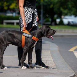 Ham Banda IDC Julius K9 pentru caini, Marimea 1, 23-30kg, Portocaliu