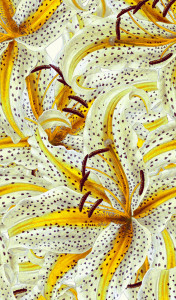 Fototapet Mur Color 46715
