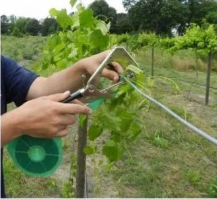 Cleste profesional pentru legat via si plante agatatoare