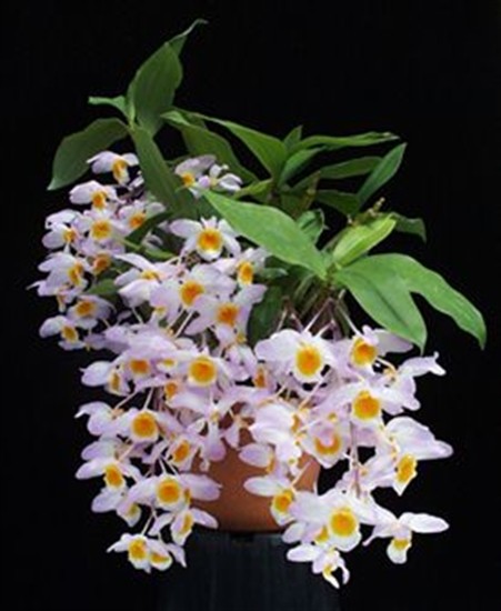 Dendrobium Farmeri Pink Fs