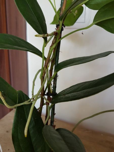 Anthurium Scadens var. Pumila