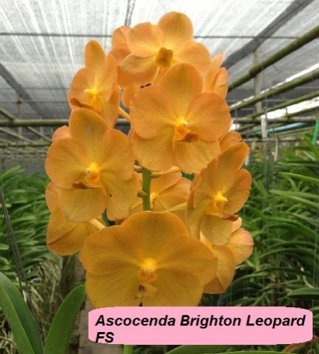 Ascocenda Brighton Leopard FS