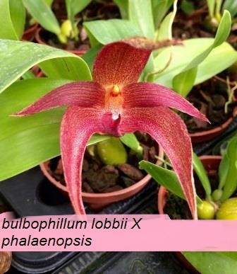Bulbophyllum Lobbii X Phalaenopsis