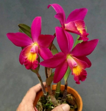 Cattleya Chian Tzy Guiding  Red Top FS