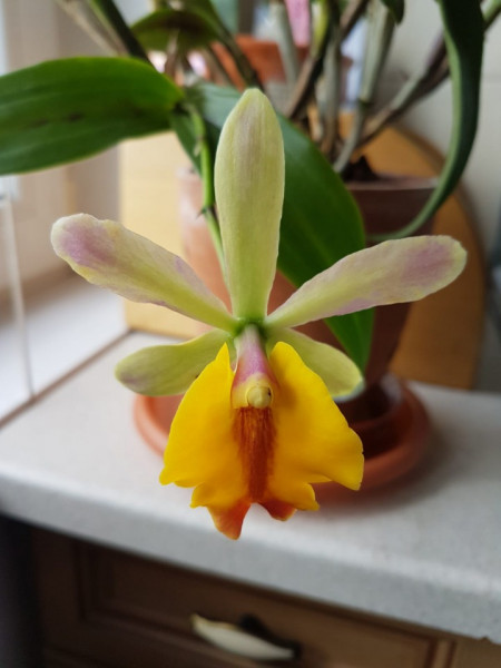 Epc. Rene Marques x Pot. Free Spirit FS