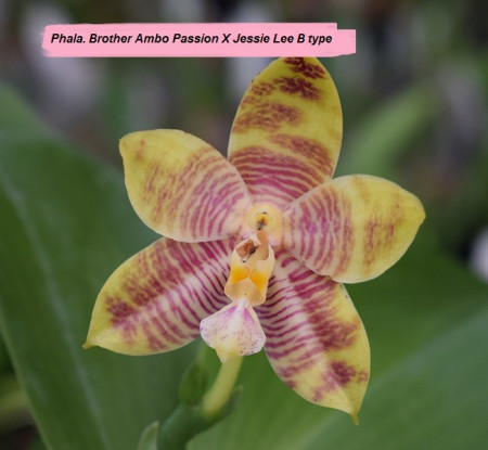 Phal. Brother Ambo Passion X Phal. Jessie Lee var. B FS