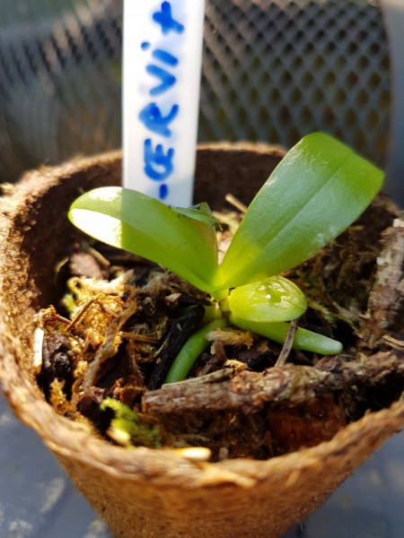 Phal. Cornu-Cervi var. Red X Phal. Lindenii