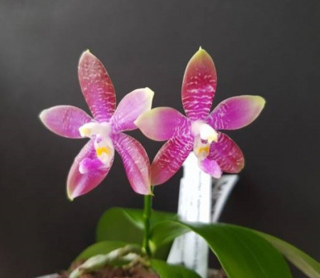 Phal. (Jennifer Palermo x speciosa) x tying shin fly eagle