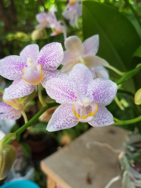 Phalaenopsis Little Star