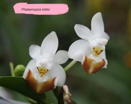 Phalaenopsis Lobbii