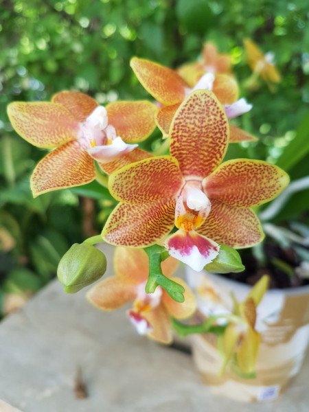Phalaenopsis Table Masterpiece