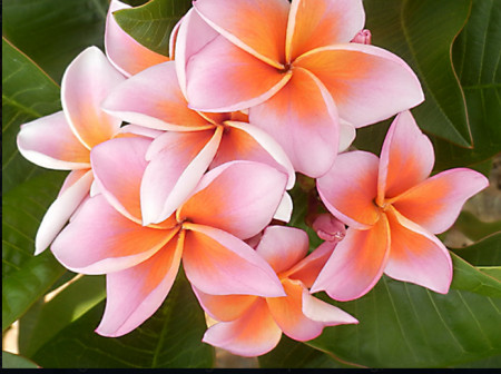 Plumeria Mystique