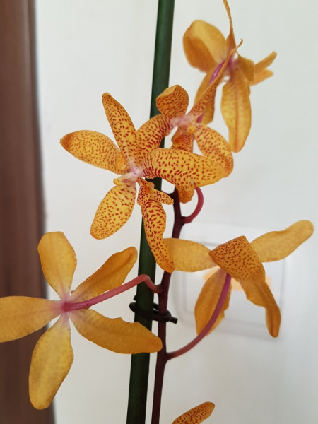 Renanthopsis Mildred Jameson