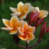 Seminte Plumeria Som See Nuan