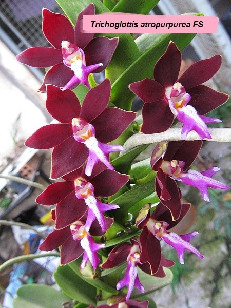 Trichoglottis Atropurpurea FS