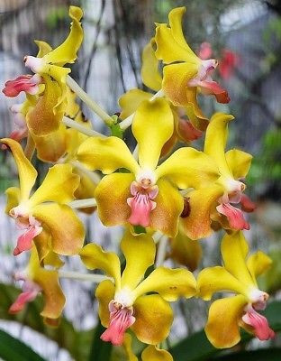 V. M. V. Tannis 'Kirk' AM/AOS (V. Memory Tienchai x V. Lamelata)