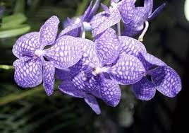 Vanda Fuchs Delight x V. Coerulea