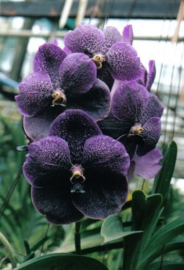 Vanda Robert Delight Black Alexander FS